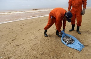Local fishermen working for a company contracted by Samarco mine operator, work on clearing dead fish found on the beach of Povoacao Village, near the mouth of Rio Doce (Doce River),  which was flooded with mud after a dam owned by Vale SA and BHP Billiton Ltd burst, at an area where the river joins the sea on the coast of Espirito Santo, Brazil, November 23, 2015. REUTERS/Ricardo Moraes